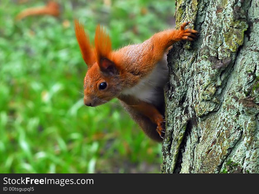 Surprised squirrel on the tree. Animal in focus, but background not.