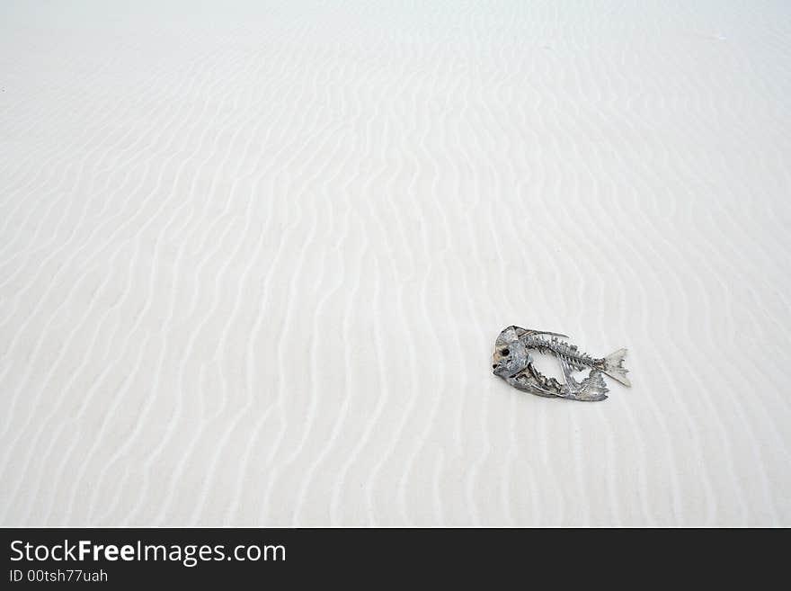 Dead fish in the desert - fish skeleton on the white sand