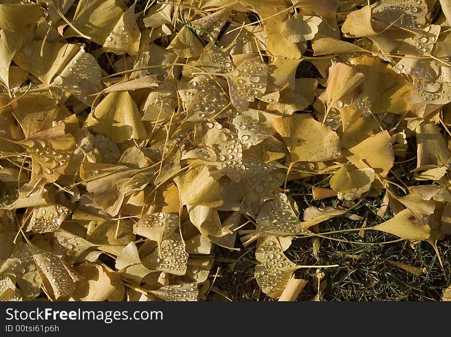 Leaves waiting to be raked. Leaves waiting to be raked.