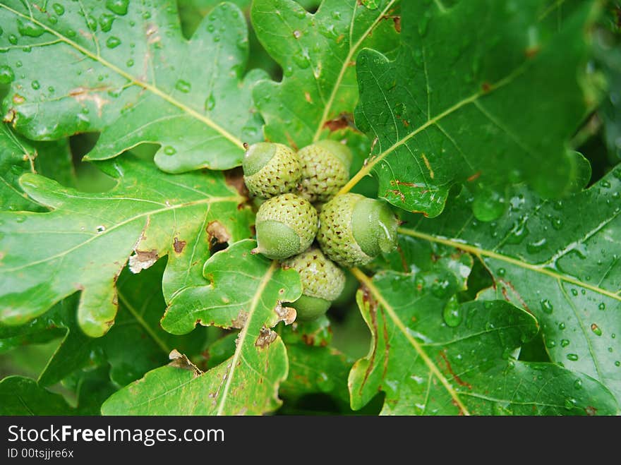 Green oak acorns. Tree grows in high mountains.

NO FILTERS