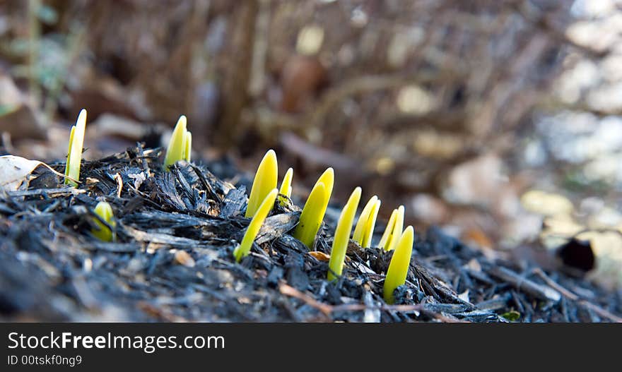 New, green and yellow daffodils sprouting through the brown multch. New, green and yellow daffodils sprouting through the brown multch