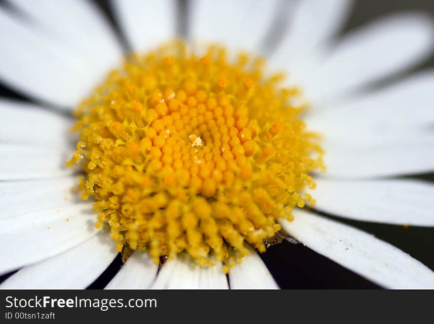 Macro Daisy