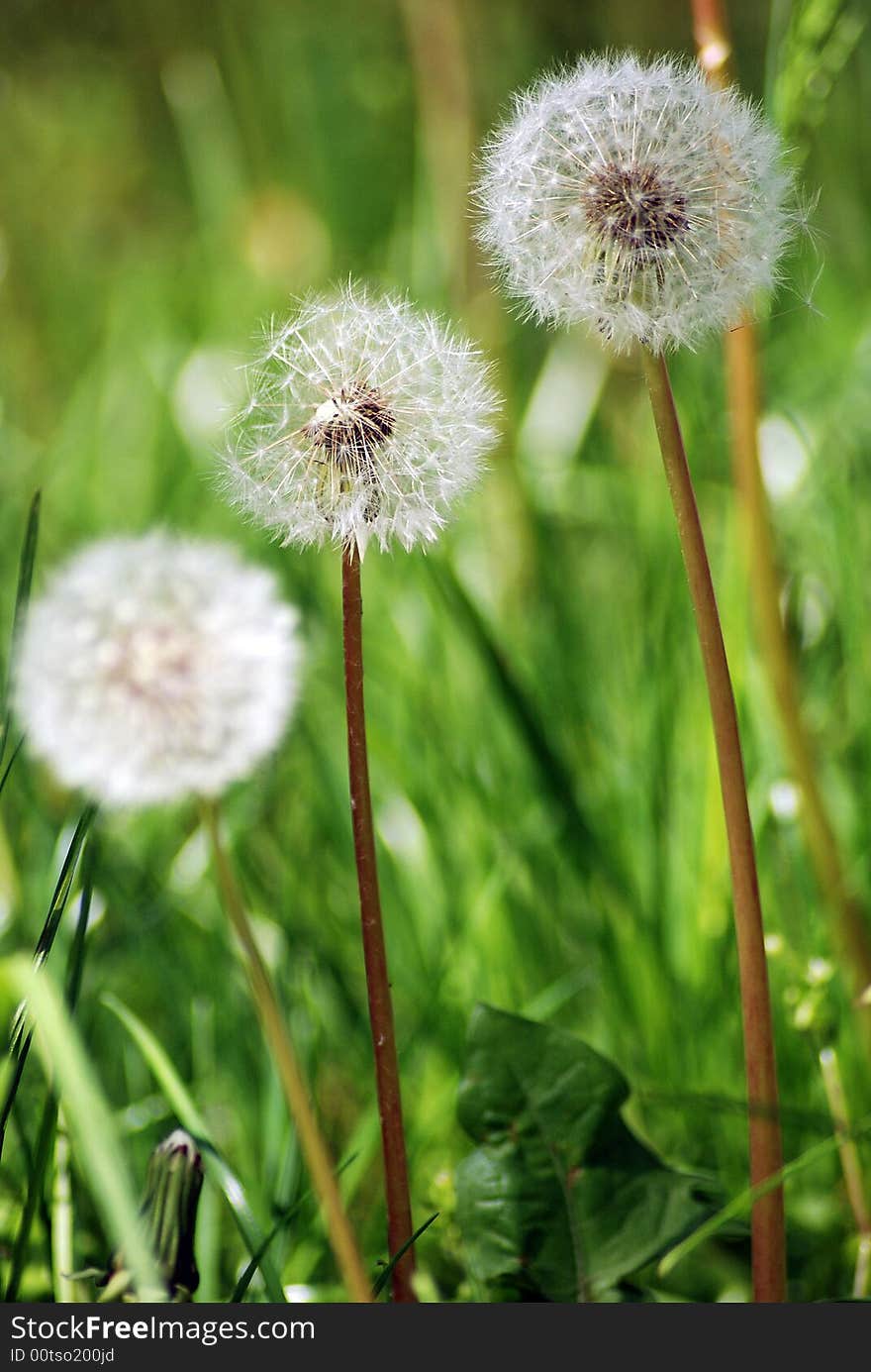 Sow-thistle in a spring