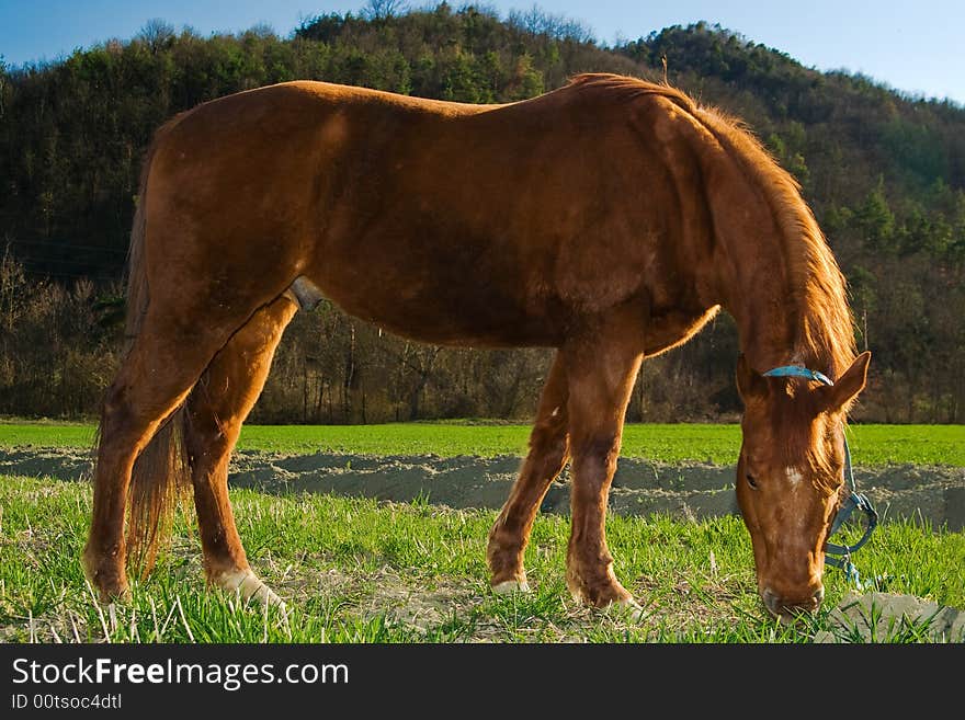 Horse eating grass in the sunset.