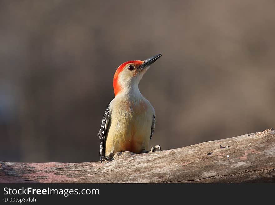 A Red Bellied Woodpecker resting on a tree limb. A Red Bellied Woodpecker resting on a tree limb.