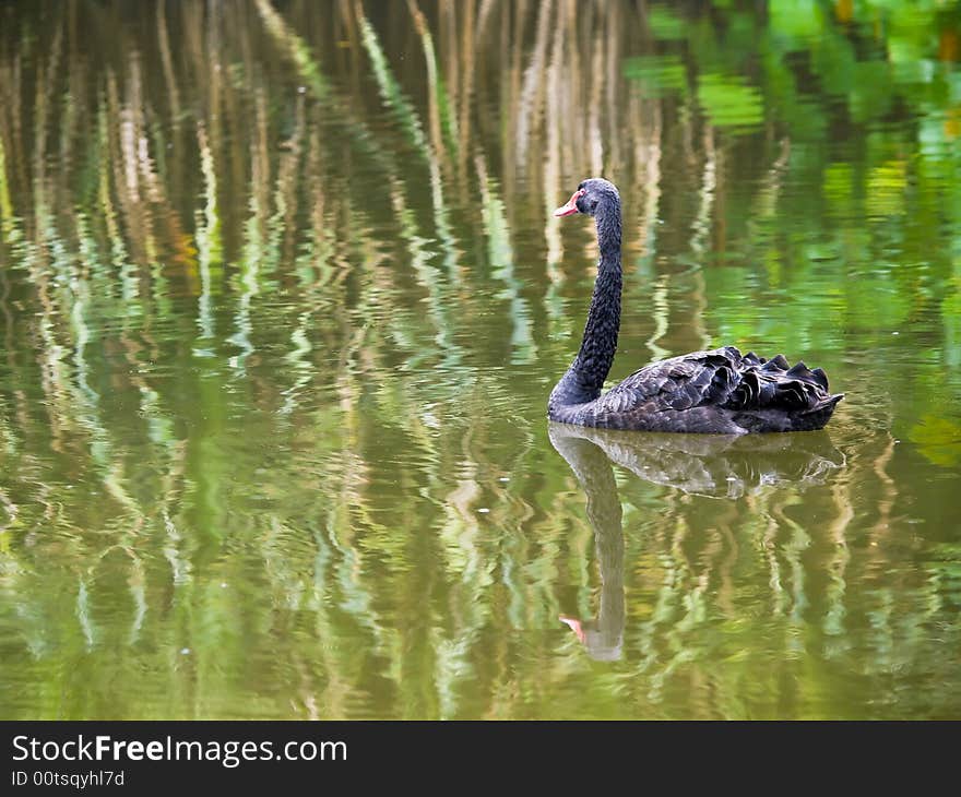 Black Swan