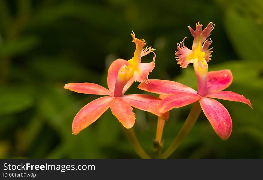 Colorful hybrid epidendrum orchid growing in a botanical gardens