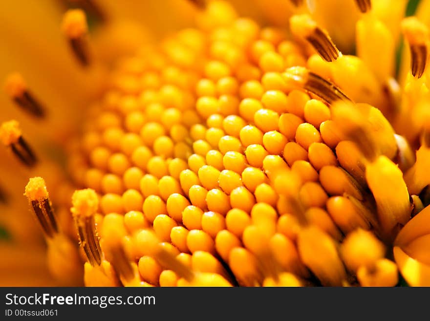 Sunflower Closeup