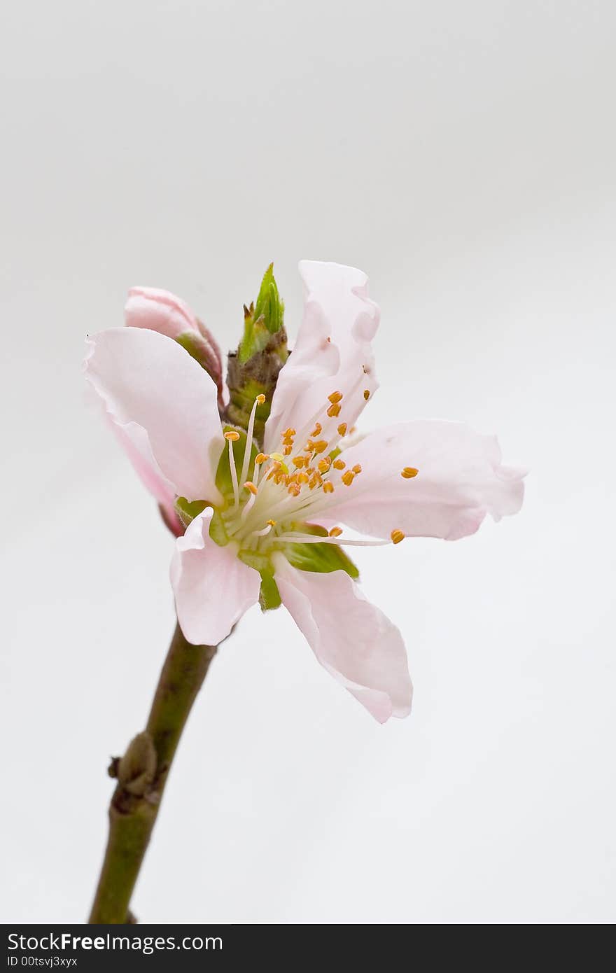 First peach blossom is blooming