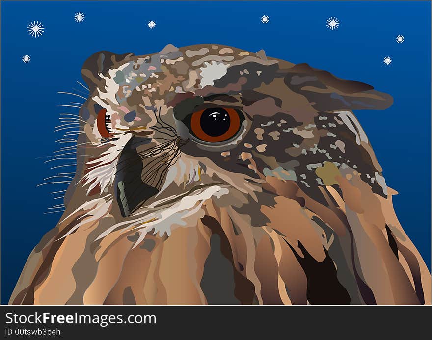 A  concentrates  owl in the night.

Vector-Illustration.