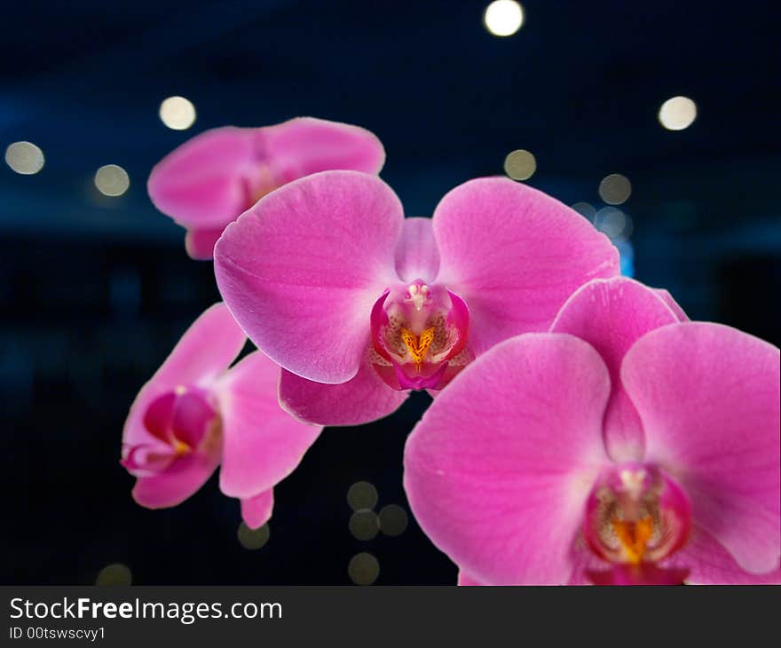 Orchid