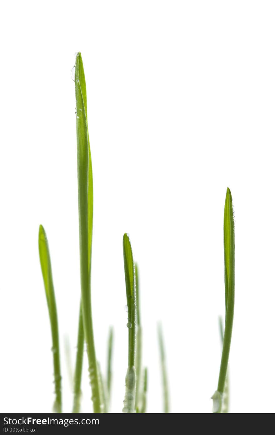 Fresh Grass Isolated