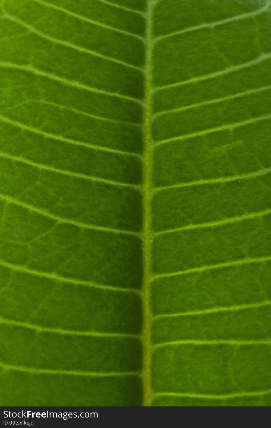 Macro of spurge leaf