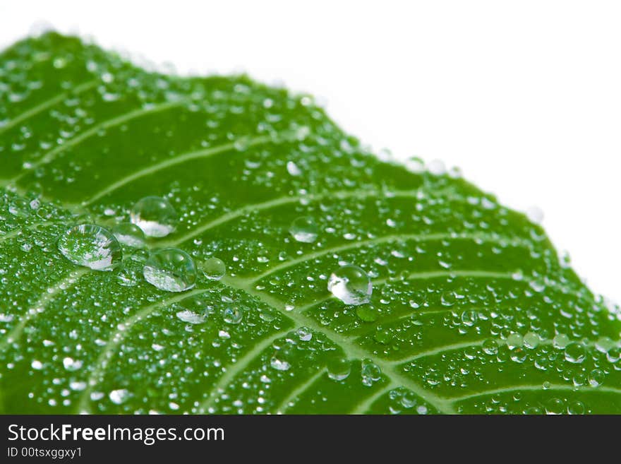 Macro of fresh leaf with water drops. Macro of fresh leaf with water drops