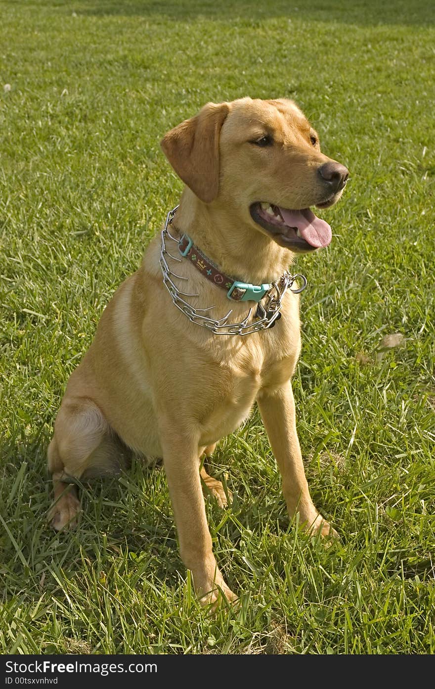 A female White Labrador dog looking quizzically as it lays down isolated on black