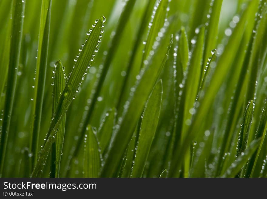 Fresh grass with dew drops