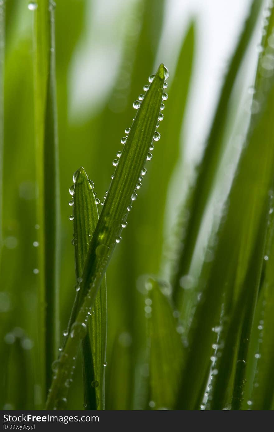 Fresh grass with dew drops