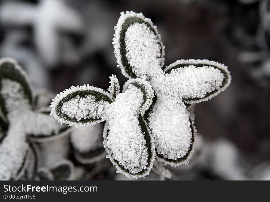 Snow  covered leaves, it was a surprise becuase it\'s taken on the way to my friends\'. I found it accidently and attracted by its beauty. Snow  covered leaves, it was a surprise becuase it\'s taken on the way to my friends\'. I found it accidently and attracted by its beauty.