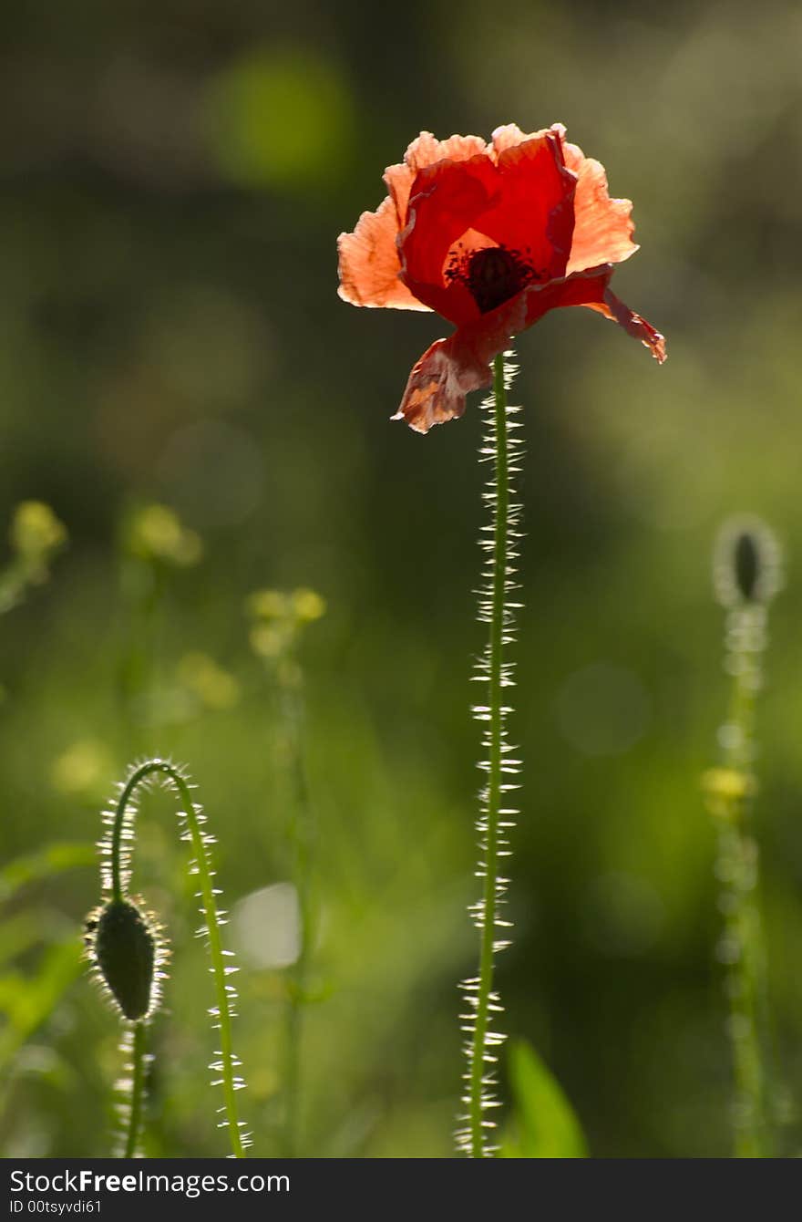 Bright poppy flower and muds. Bright poppy flower and muds