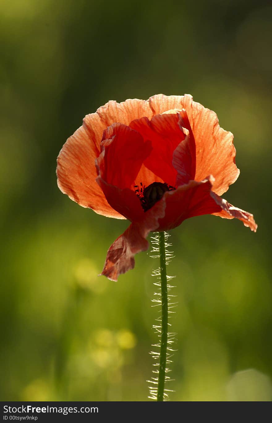 Bright red poppy flower on green background. Bright red poppy flower on green background.