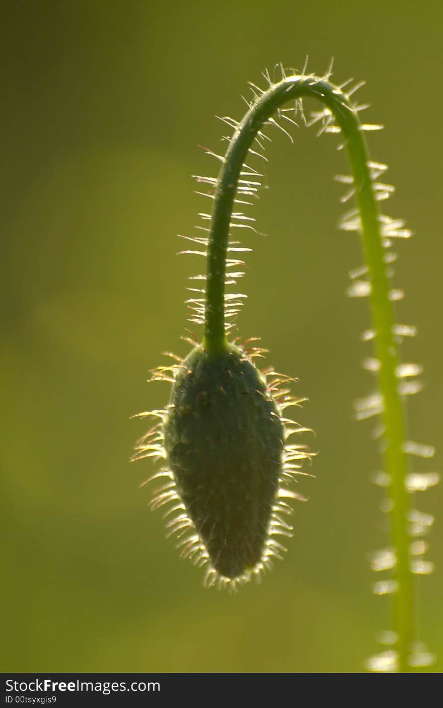 Bright green poppy mud with highlighted fibres.