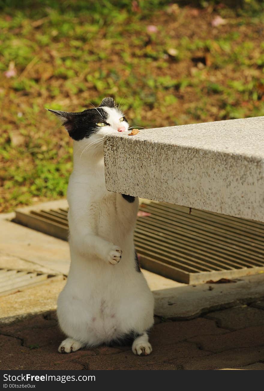 Curious cat looking over bench