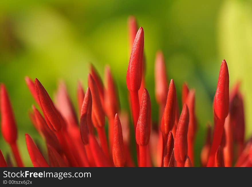 Unripe ixora flowers