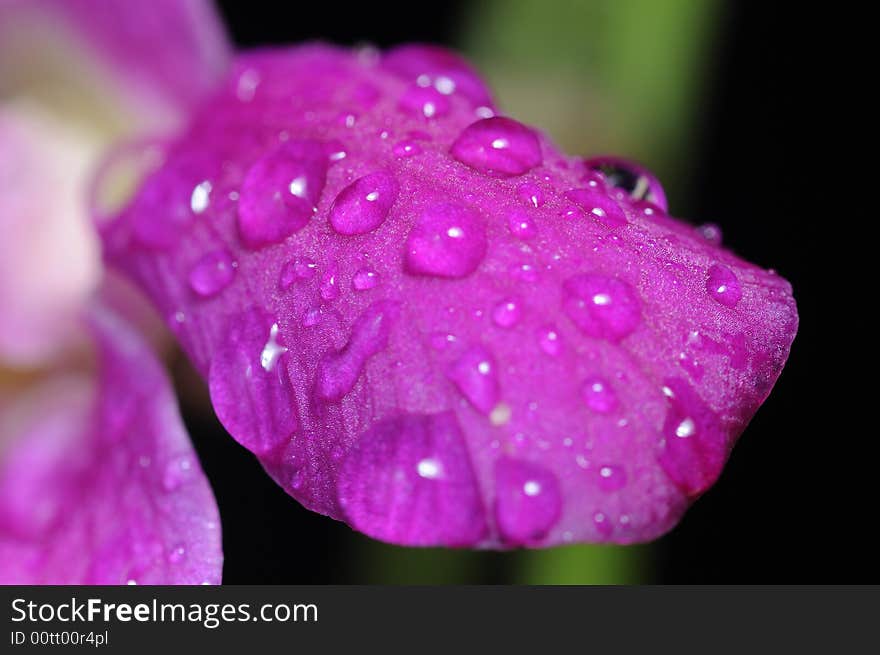 Water droplets on the petal of an orchid. Water droplets on the petal of an orchid