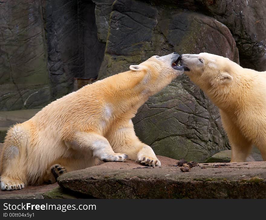 Polar bears are kissing in front of a some cliffs. Polar bears are kissing in front of a some cliffs