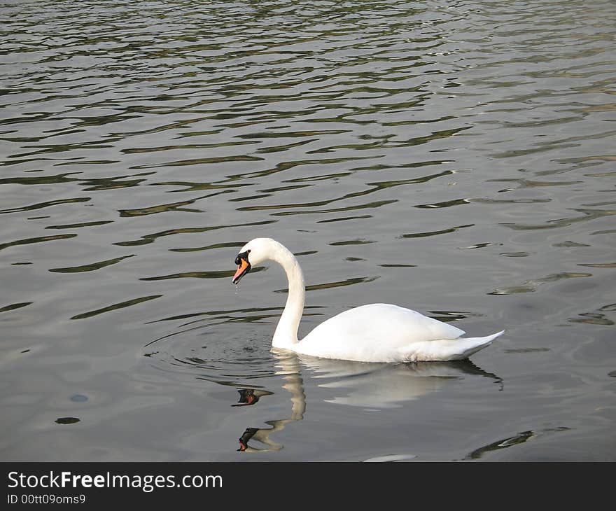 White swan swimming in a lake