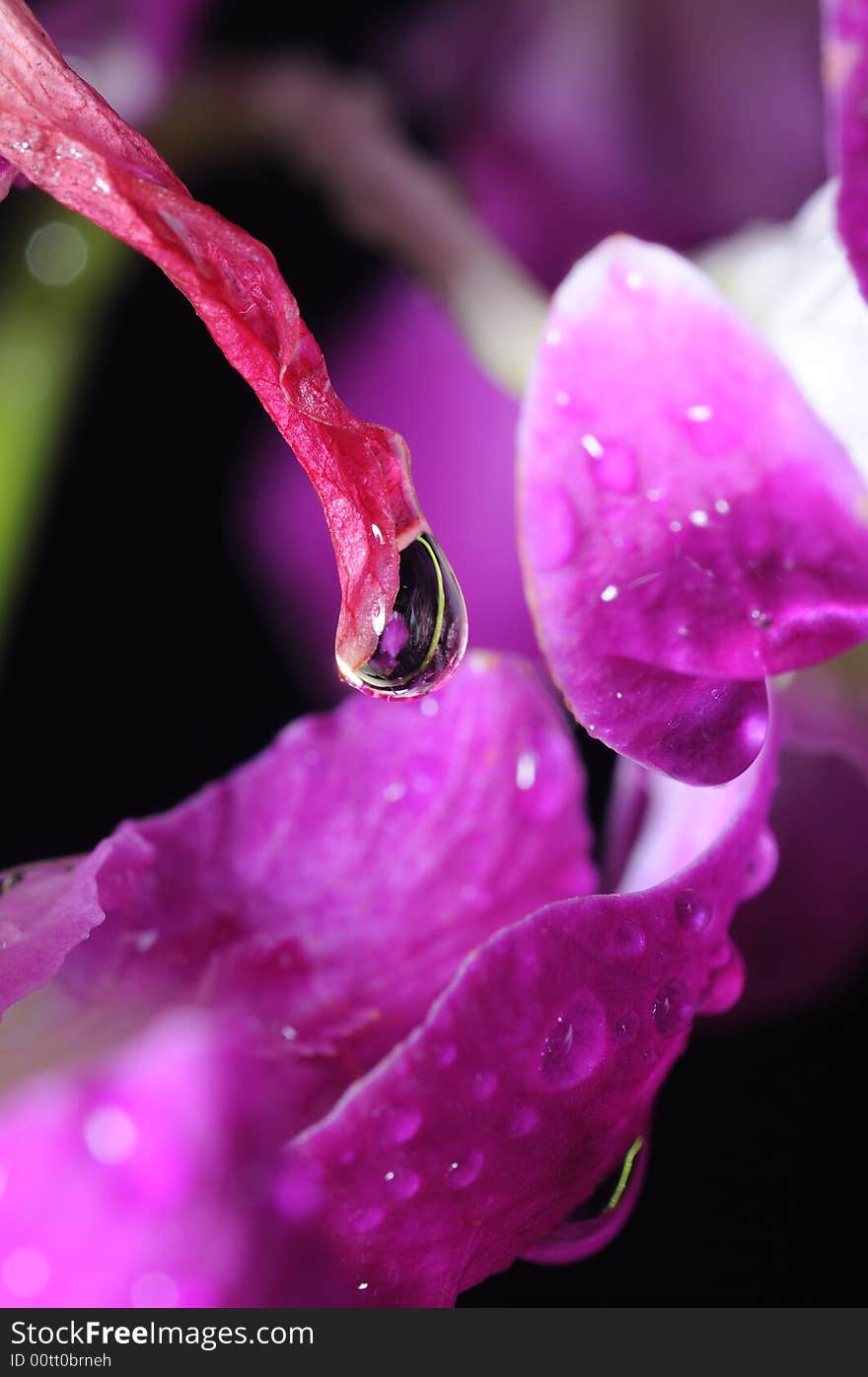 A water droplet hanging on an orchid plant. A water droplet hanging on an orchid plant