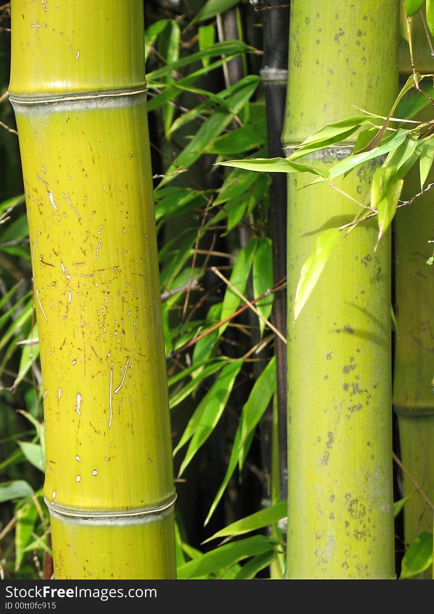 Green bamboo forest