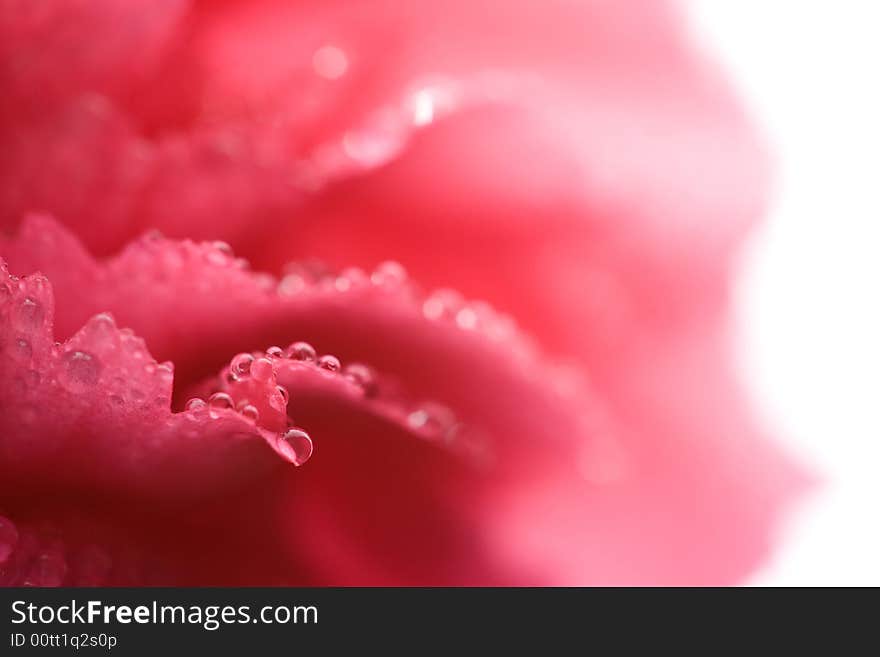 Macro of carnation petals