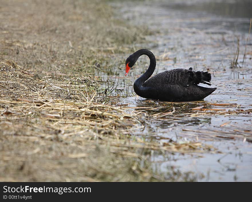 A black swan beside the lake