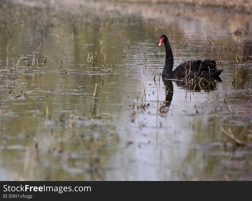 A black swan in the lake