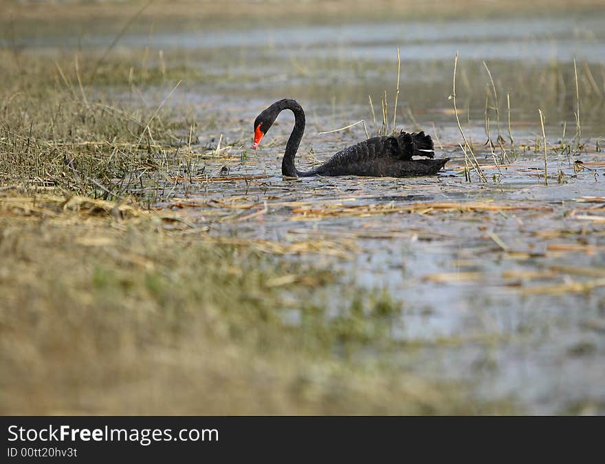 A black swan in the lake