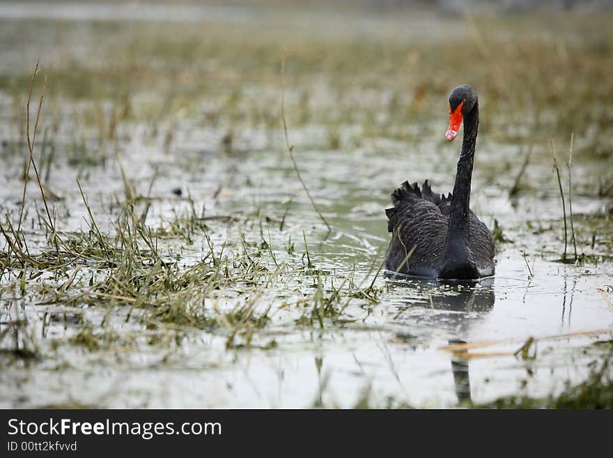 A black swan in the lake