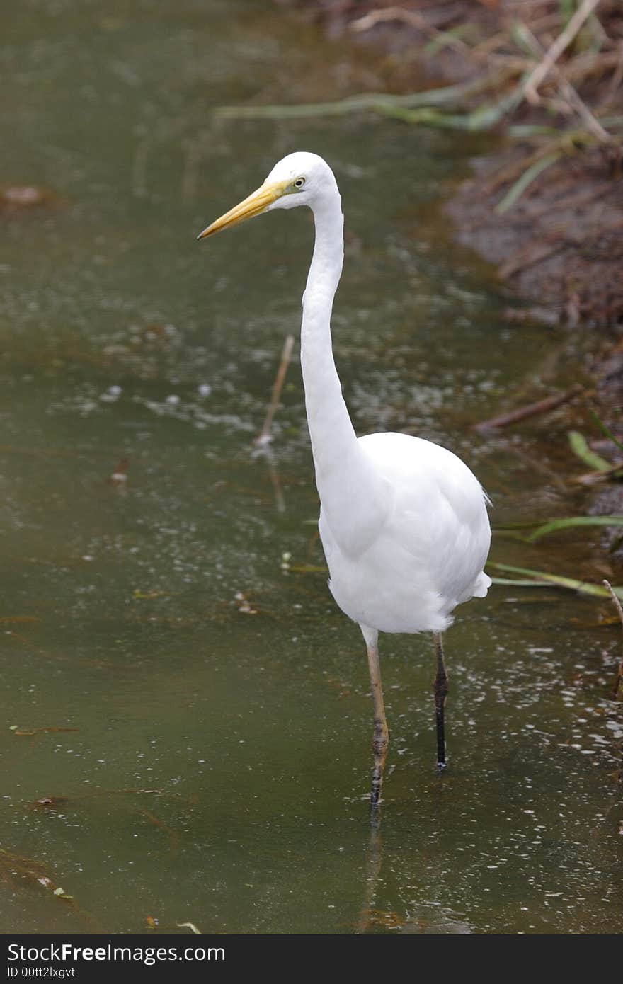 Egret