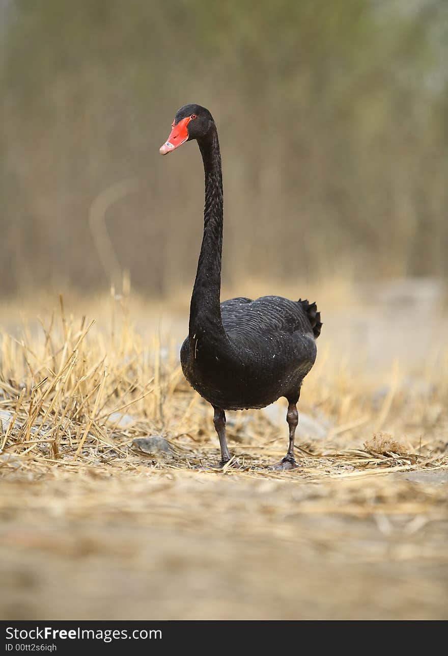 A black swan beside the lake