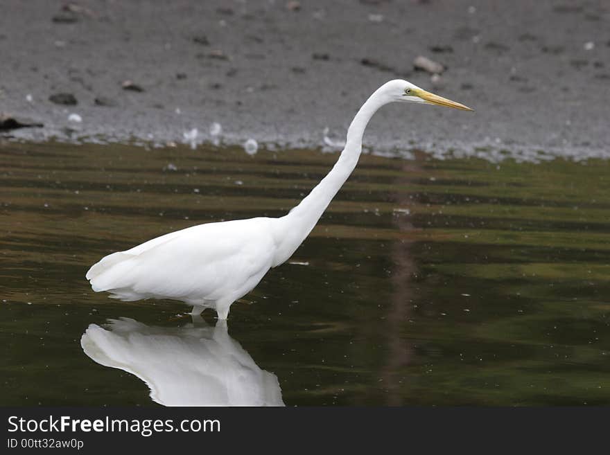 Egret