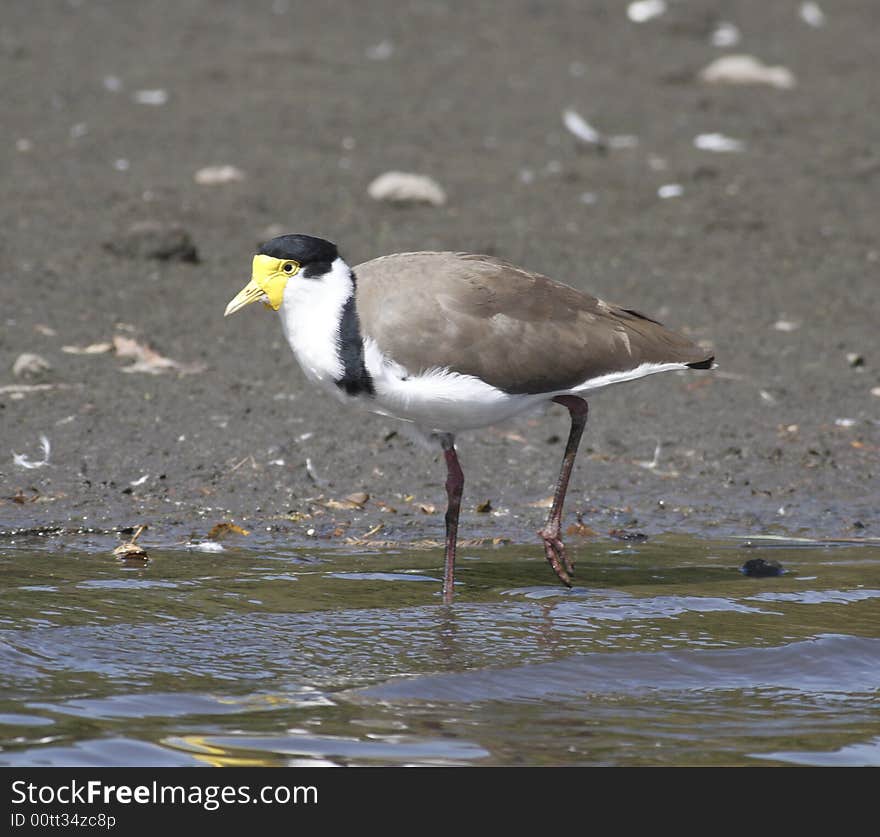 Bird is walking at the edge of lake looking for food. Bird is walking at the edge of lake looking for food