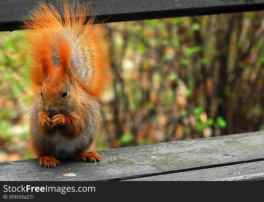 Squirrel on bench