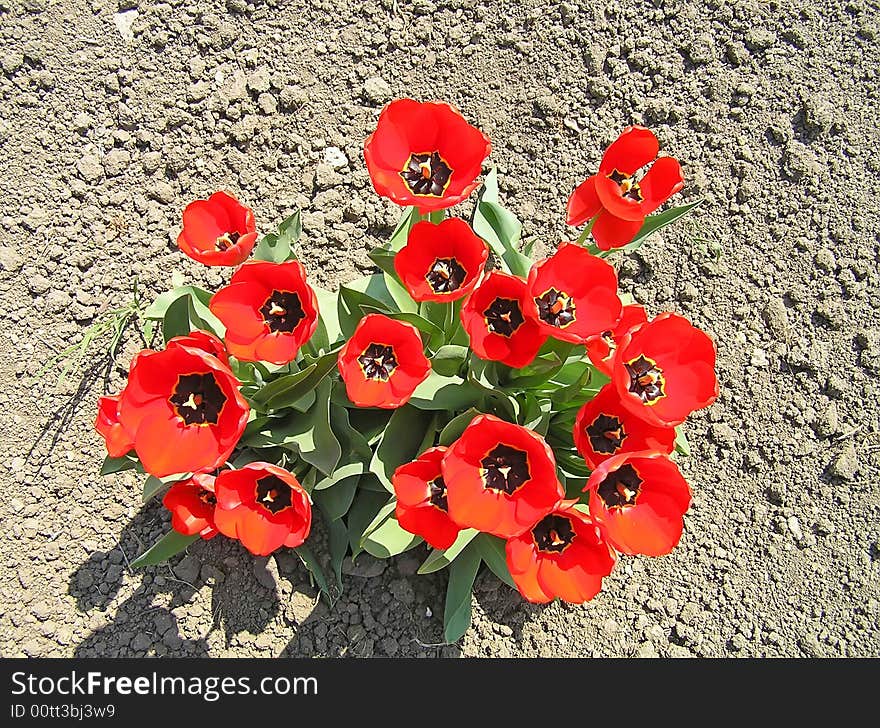 Bush of red tulips