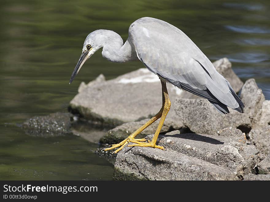 Heron