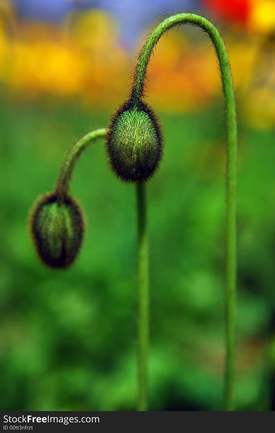 The poppy bud
double bud
and the color very bright