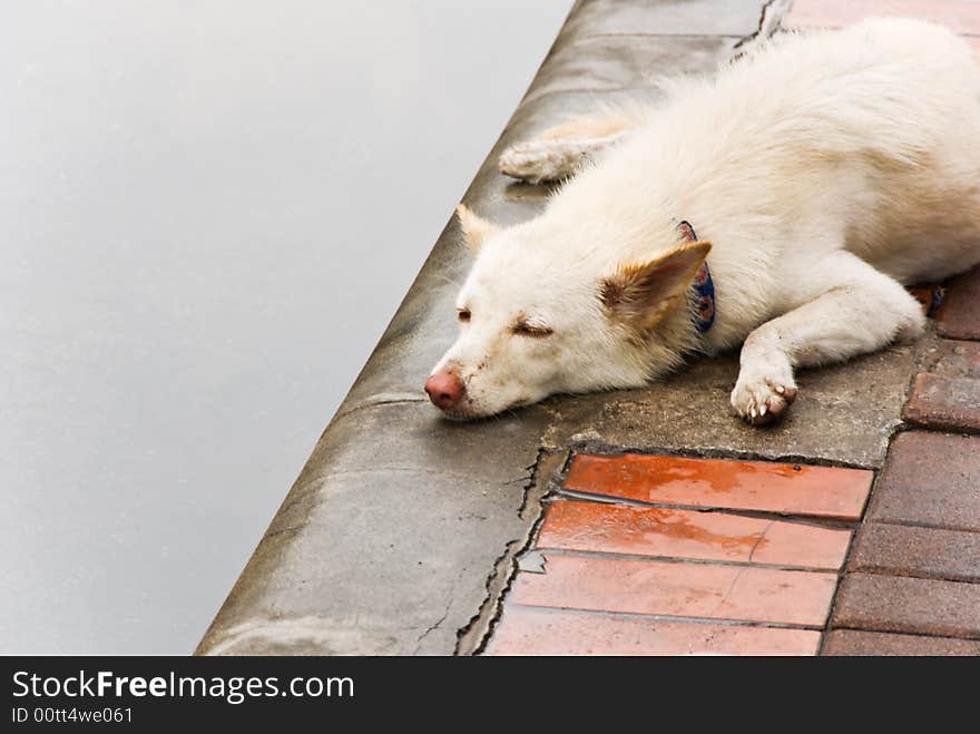 Street dog sleeping on the ground