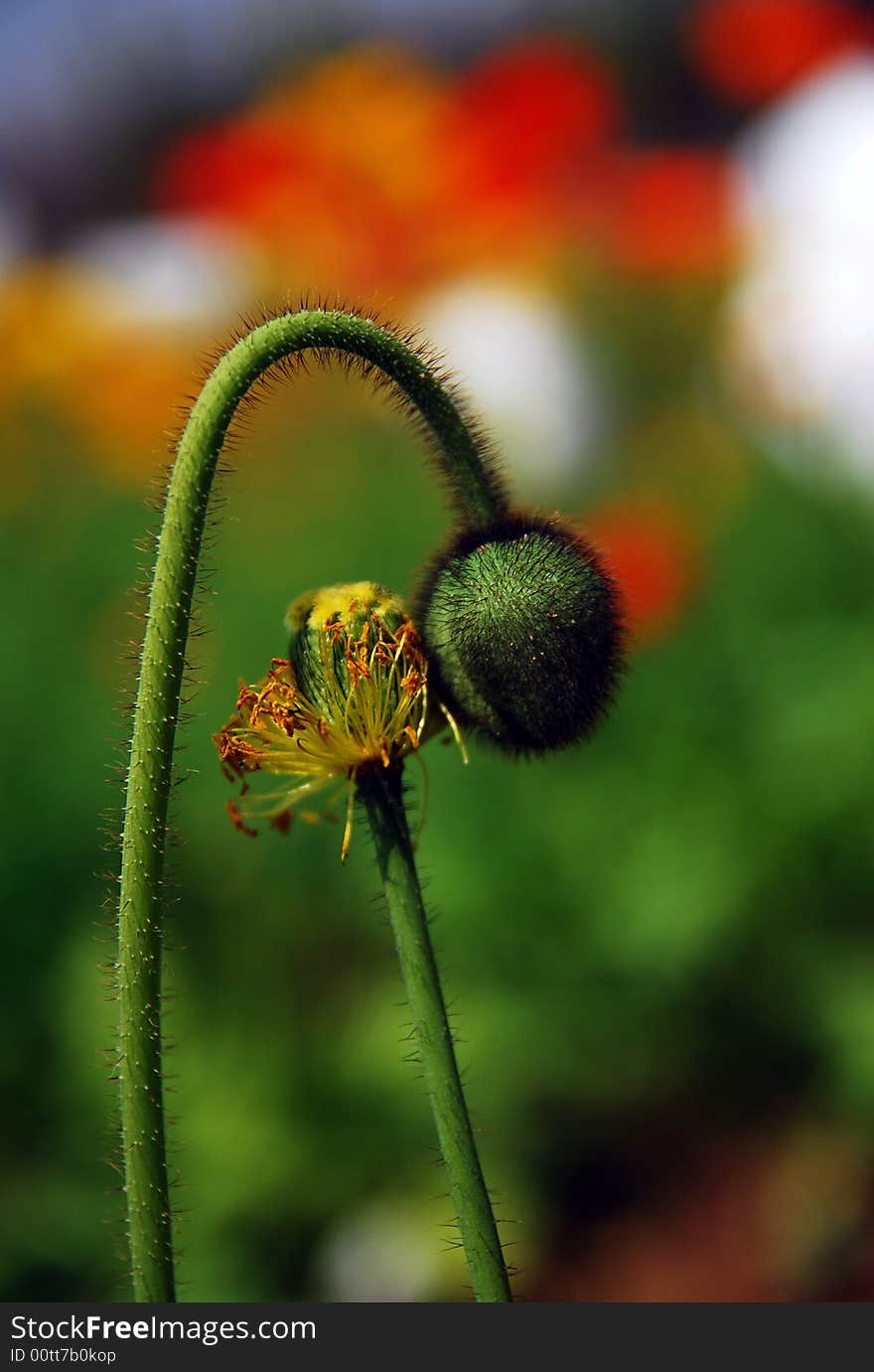 Poppy bud