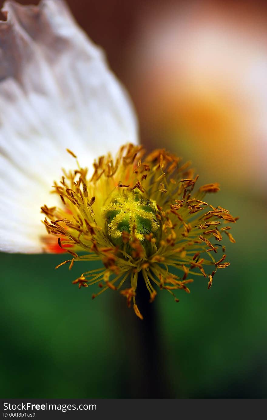 A withered poppy,Pistil, stamen and pollen of the poppy
means replace,but still power. A withered poppy,Pistil, stamen and pollen of the poppy
means replace,but still power