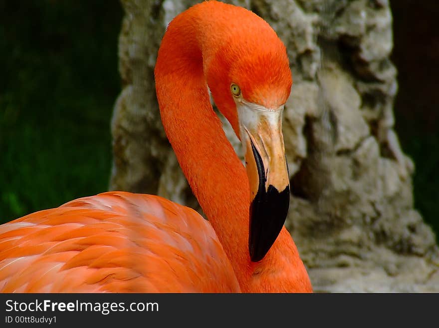 In the zoo, a very beautiful bird. it is name is Flamingo.