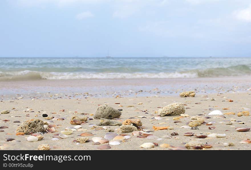 Sea shell on a sea shore. Sea shell on a sea shore